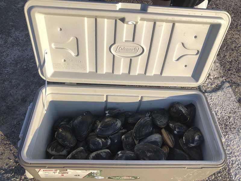 Despite red tide, some still clamming